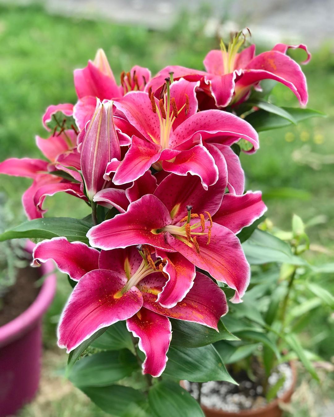 Lilium Oriental 'Starlight Express'
